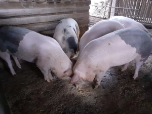 Vând porci crescuți cu cereale  - imagine 2