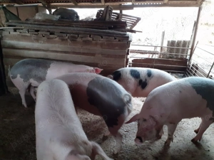 Vând porci crescuți cu cereale  - imagine 5