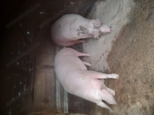 Porci de vanzare  - imagine 2