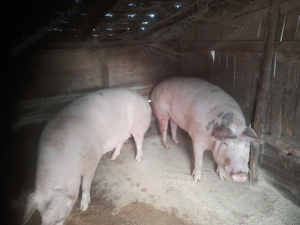 Porci de vanzare 