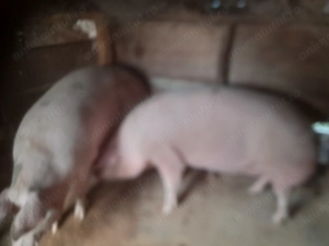 Porci de vanzare  - imagine 3