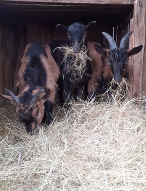 Vand sau schimb capre tinere cu auto 
