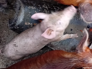 vand grasuna landras 40k  - imagine 2