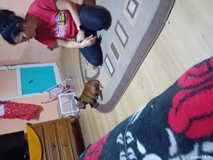 donez o cateluse doberman in miniatura 