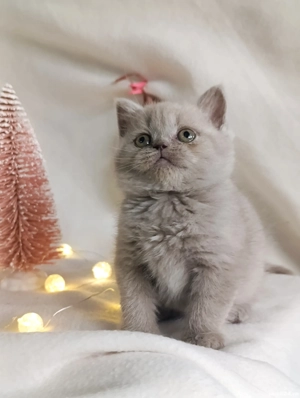 pui fetiță British Shorthair ORADEA  - imagine 2