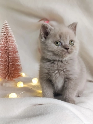 pui fetiță British Shorthair ORADEA  - imagine 3