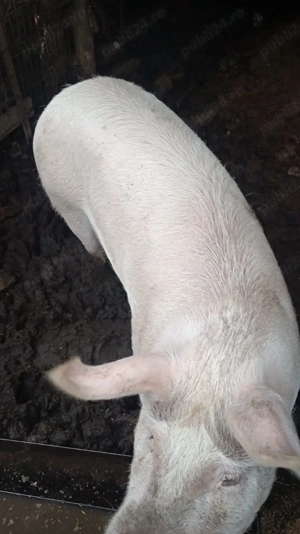 Porci de vanzare - imagine 2