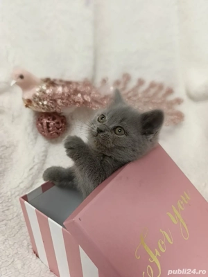 fetiță BRITISH * de la crescător, în ORADEA - imagine 3