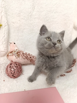 fetiță BRITISH * de la crescător, în ORADEA - imagine 2