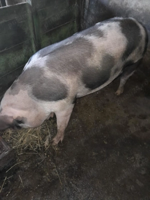 De vânzare pentru sacrificat 