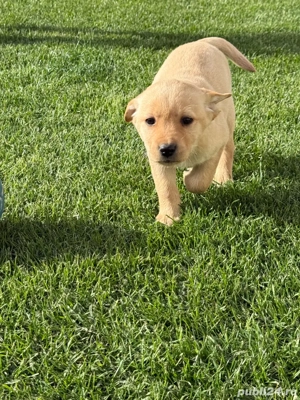 Cel mai frumos cadou de Moș Craciun pt copii!!! - imagine 3