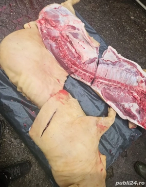 porci crescuti de mine 