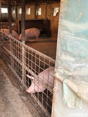 porci de carne  - imagine 3