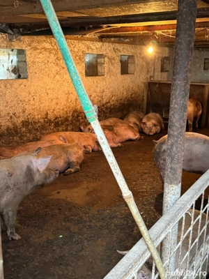 porci de carne  - imagine 4