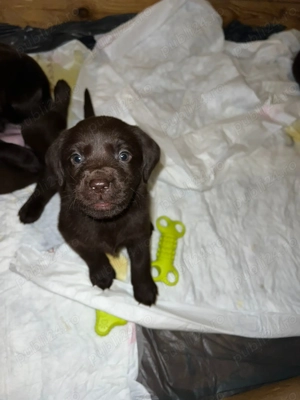 Pui Labrador retriever ciocolatiu