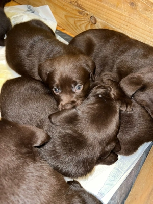 Pui Labrador retriever ciocolatiu - imagine 3