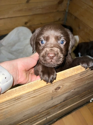 Pui Labrador retriever ciocolatiu - imagine 4
