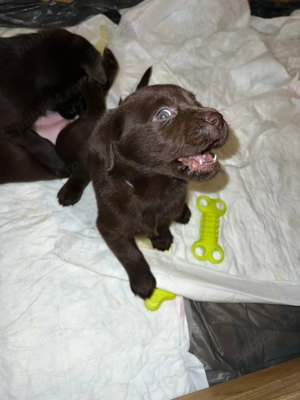Labrador retriver ciocolatiu - imagine 4
