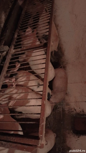 porci pentru toate buzunarele  - imagine 3