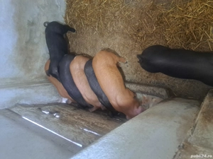 Vând purcei rasă foarte bună  - imagine 2