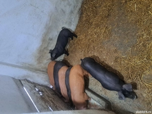 Vând purcei rasă foarte bună  - imagine 3