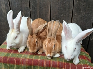 Iepuri Hycole Francez! - imagine 4