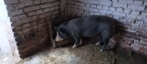 Porci de vanzare - imagine 2