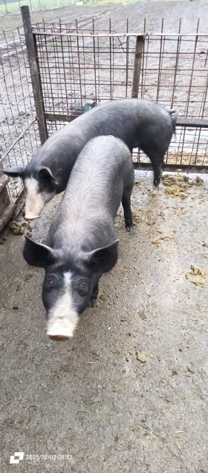 Porci de vanzare - imagine 5