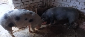 Porci de vanzare - imagine 4