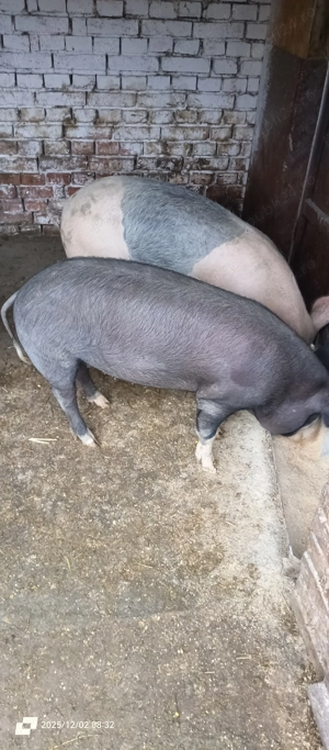 Porci de vanzare - imagine 6