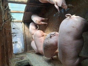 Porci pentru craciun - imagine 4