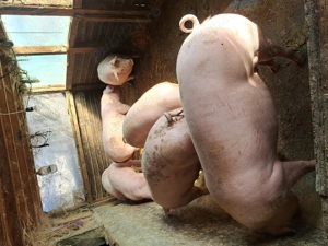 Porci pentru craciun - imagine 2