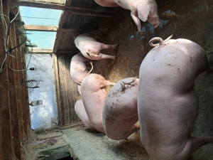 Porci pentru craciun - imagine 5