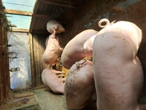 Porci pentru craciun - imagine 3