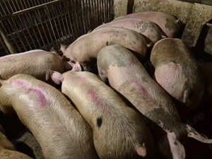 Porci de Carne între 100-230kg  - imagine 2