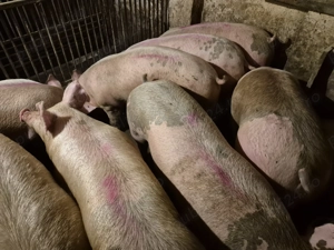 Porci de Carne între 100-230kg  - imagine 4