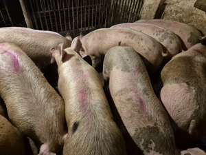Porci de Carne între 100-230kg  - imagine 3