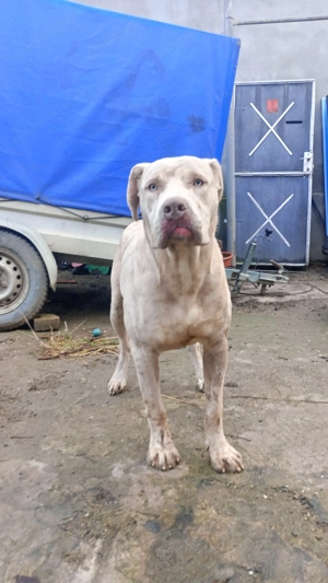 American Bully XL 9 luni - imagine 2