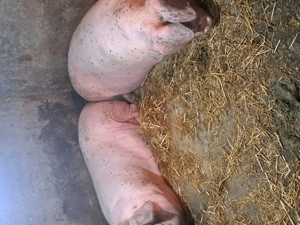 Porci mari de vanzare  - imagine 2