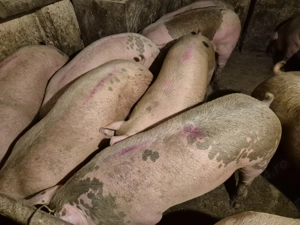 Porci de Carne între 100-230kg  - imagine 5