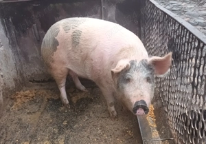 De vanzare - imagine 2