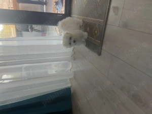 Bichon maltez talie mica