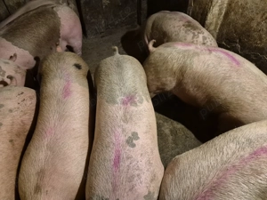 Porci de Carne între 100-230kg  - imagine 7