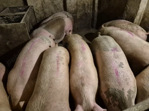 Porci de Carne între 100-230kg  - imagine 8
