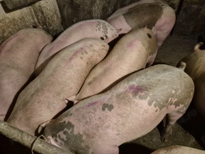 Porci de Carne între 100-230kg  - imagine 6