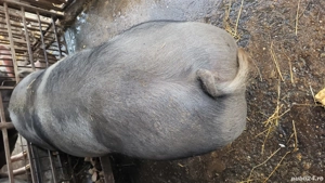 Porci de carne  - imagine 5