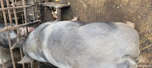 Porci de carne  - imagine 3