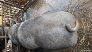 Porci de carne  - imagine 4