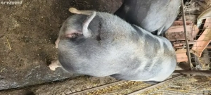 Porci de carne  - imagine 2