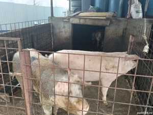 porci de țară  - imagine 2